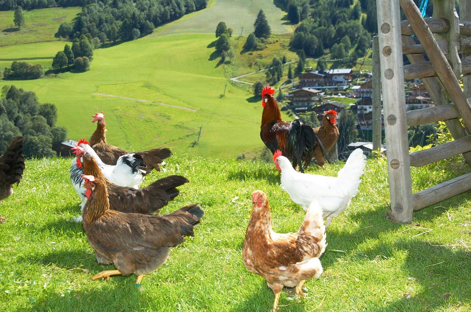 Feriengut Hasenau Apart otel Saalbach-Hinterglemm Dış mekan fotoğraf